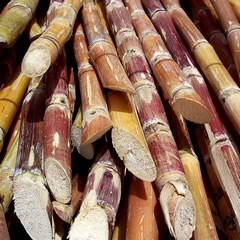 Processing of Sugarcane